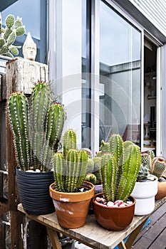 The word cactus derives from the Greek photo